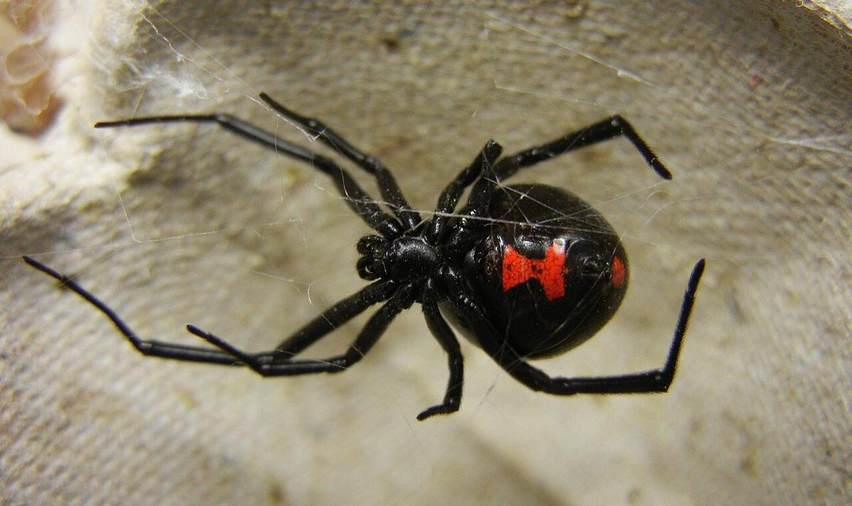 Adult female black widow spider showing the red hourglass marking