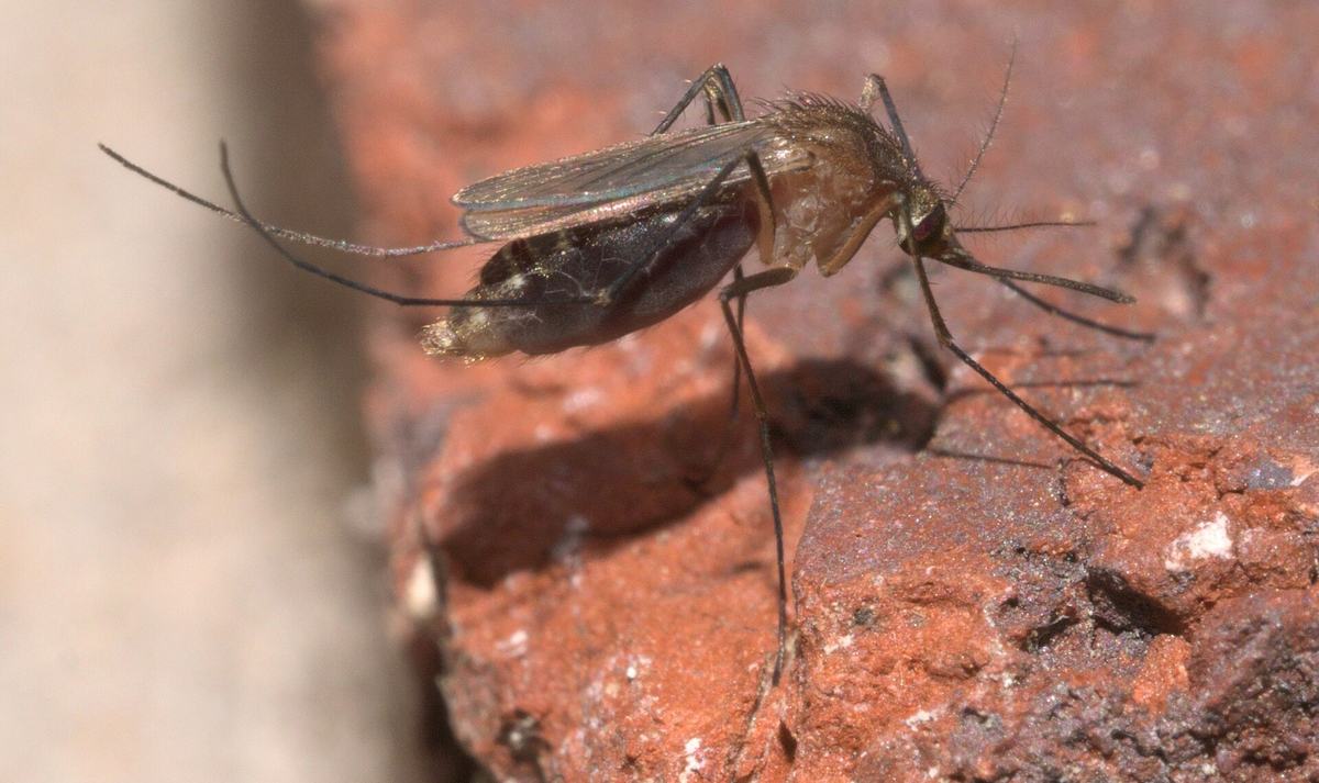 A Culex quinquefasciatus mosquito, the main US carrier of West Nile virus
