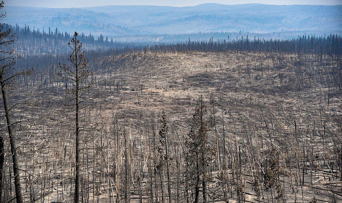 Burned forest left behind by the 2021 Bootleg Fire in southern Oregon
